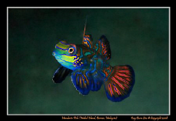 Mandarin Fish, Mabul island, Borneo, Malaysia,  
D300, N... by Kay Burn Lim 